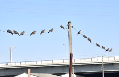 多くのキジバトが並んでとまる(とても珍しい)