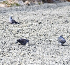 キジバトが餌を探す