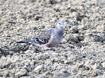 キジバトが餌を探す