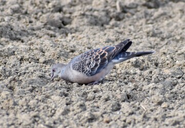 キジバトが餌を探す