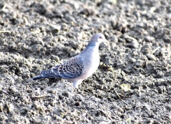 キジバトが餌を探す