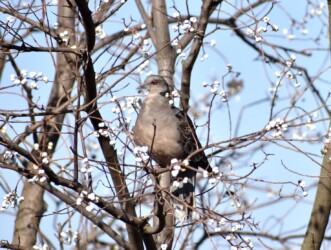 キジバトが餌を探す