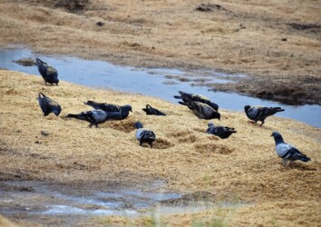 カワラバトが集団で餌を探す
