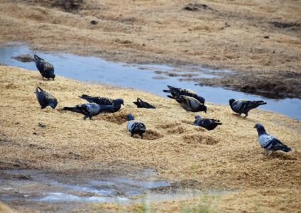 カワラバトが集団で餌を探す