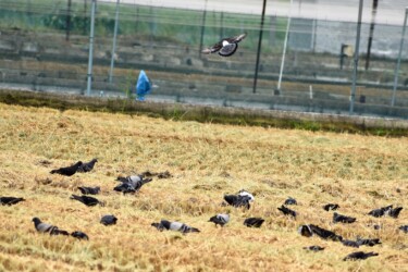 カワラバトが集団で餌を探す