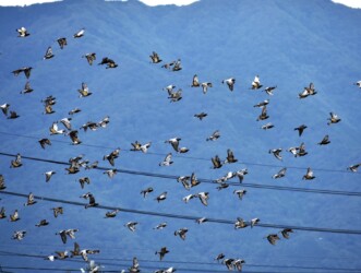 カワラバトの集団での飛翔