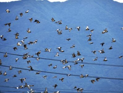 カワラバトの集団での飛翔