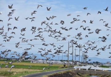 カワラバトの集団での飛翔