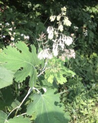 水晶山の林道で見かけたタケニグサ