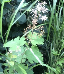 水晶山の林道で見かけたタケニグサ