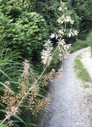 水晶山の林道で見かけたタケニグサ