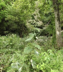 水晶山の林道で見かけたタケニグサ