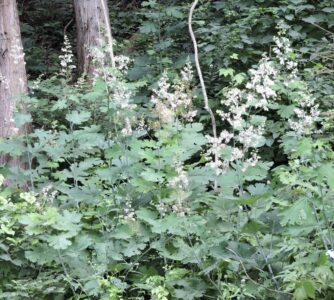 水晶山の林道で見かけたタケニグサ