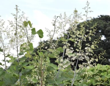 ハリヨ公園で見かけたタケニグサ