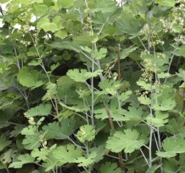 ハリヨ公園で見かけたタケニグサ