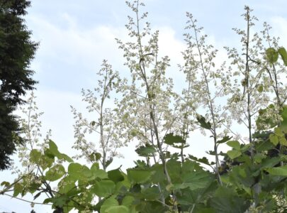 ハリヨ公園で見かけたタケニグサ