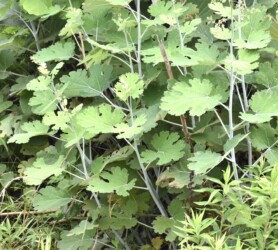 ハリヨ公園で見かけたタケニグサ