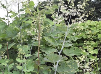 ハリヨ公園で見かけたタケニグサ