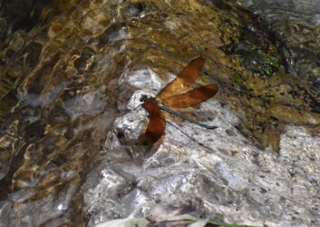 翅を開閉するオス