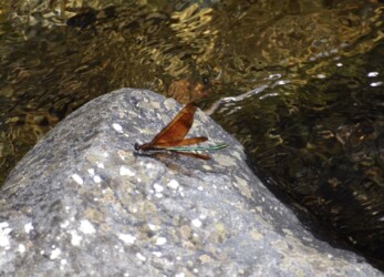 翅を開閉するオス