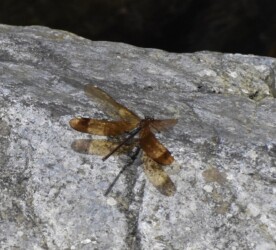 翅を開閉するメス