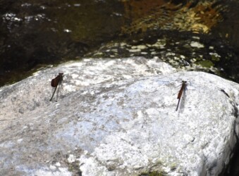 メスの様子を伺うオス