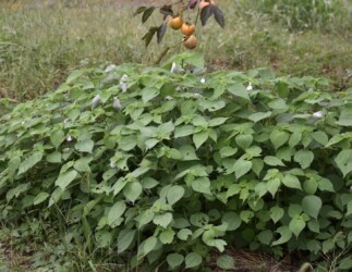 叢生するイラクサ