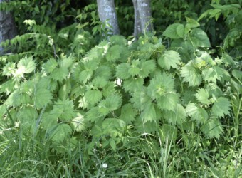 叢生するイラクサ