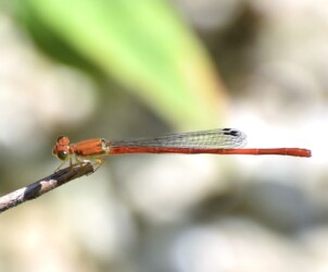ベニイトトンボのオス