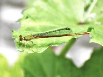 ベニイトトンボのメス