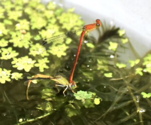 オスが立ち上がる