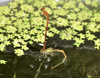 オスが立ち上がる