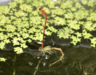 オスが立ち上がる
