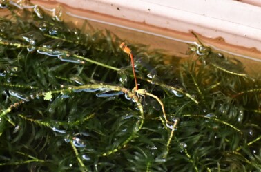 オスが立ち上がる