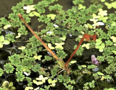 メスが移動しろのサインを出す