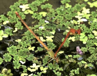 メスが移動しろのサインを出す