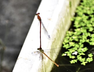 メスが移動しろのサインを出す