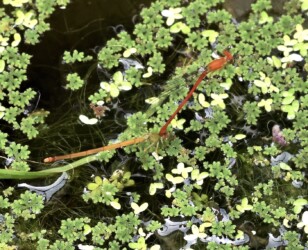 メスが移動しろのサインを出す