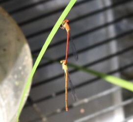 メスをぶら下げるオス