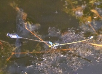 クロイトトンボ