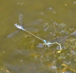 クロイトトンボ