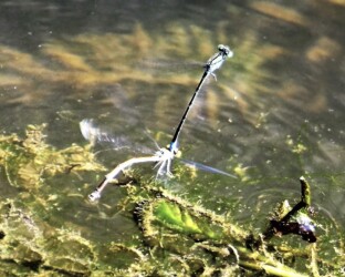 セスジイトトンボ