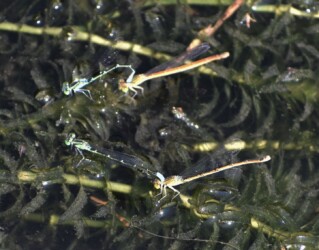 セスジイトトンボ