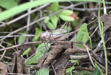鳴いているキリギリス