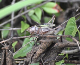 鳴いているキリギリス