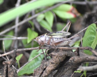 鳴いているキリギリス