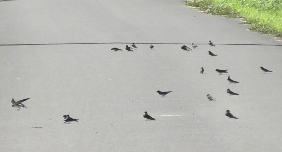 地面に降りる