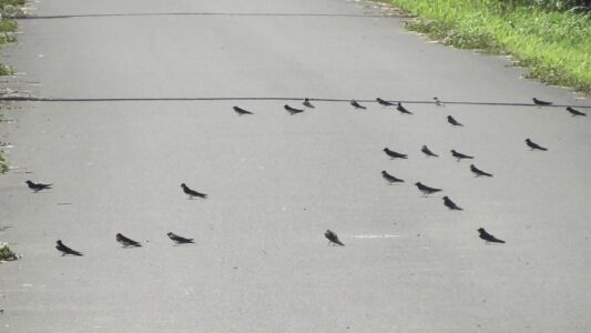 地面に降りる