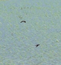 田んぼの上を飛翔する