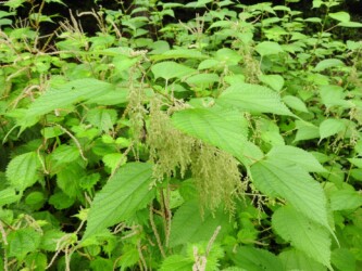 アオカラムシかな?